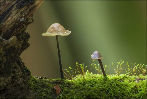 64